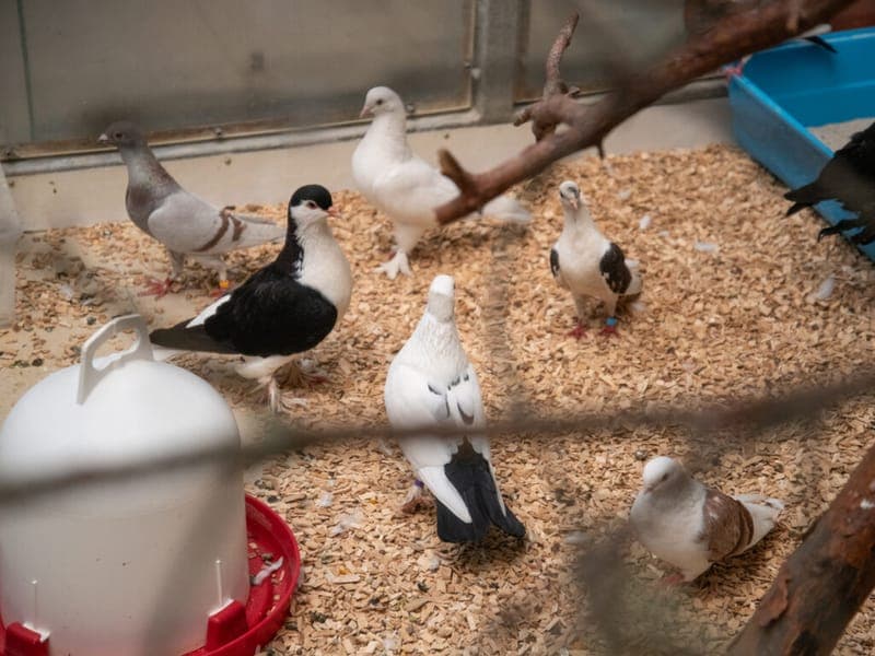 Zuchttauben - Vogel zur Adoption aus Tierheim Nürnberg