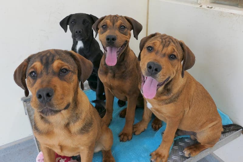 (Lory), (Lien), Lias und (Lui) - Hund zur Adoption aus Tierheim Reutlingen