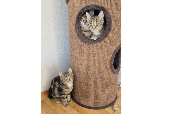 (Tjara, Tindro) und Beau - Katze zur Adoption aus Tierheim Reutlingen