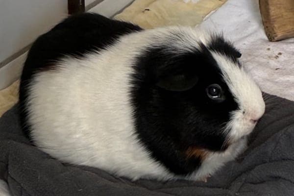 Alastor Moody - Kleintier zur Adoption aus Tierheim Reutlingen