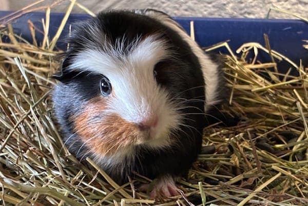 Albus Serverus Potter - Kleintier zur Adoption aus Tierheim Reutlingen