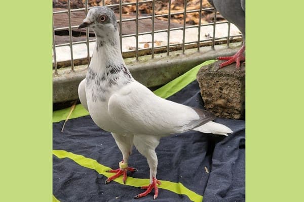 Alecto Carrow - Vogel zur Adoption aus Tierheim Reutlingen