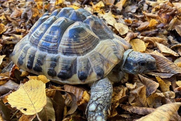 Amelia Bones - Exot zur Adoption aus Tierheim Reutlingen