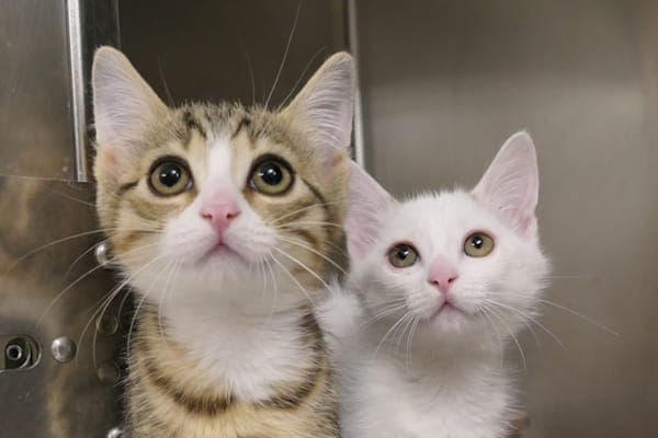 Amila & Anisa - Katze zur Adoption aus Tierheim Reutlingen