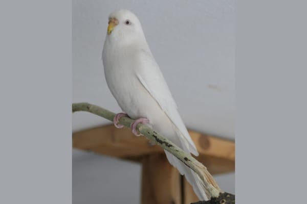 Amy Benson - Vogel zur Adoption aus Tierheim Reutlingen