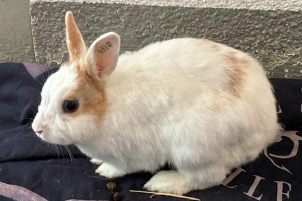 Arabella Figg - Kleintier zur Adoption aus Tierheim Reutlingen