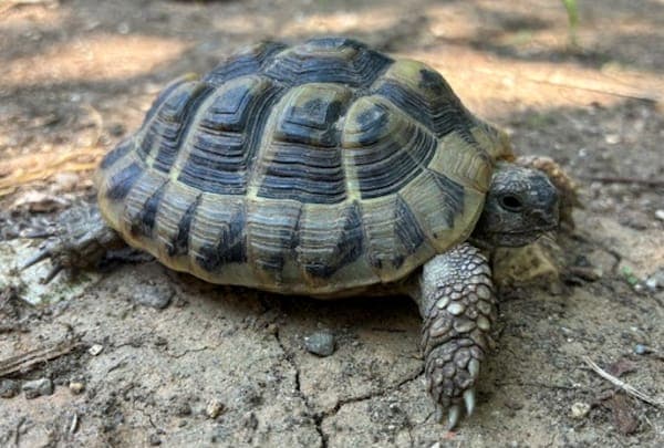 Aragog - Exot zur Adoption aus Tierheim Reutlingen