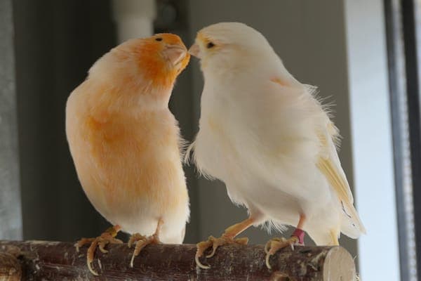 Arthur und Molly - Vogel zur Adoption aus Tierheim Reutlingen