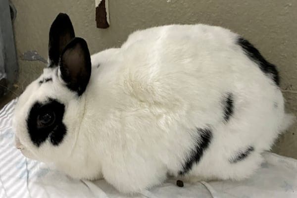 Atina - Kleintier zur Adoption aus Tierheim Reutlingen