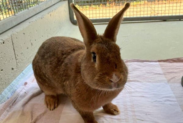 Azani - Kleintier zur Adoption aus Tierheim Reutlingen