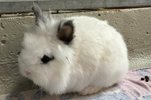 Bärle - Kleintier zur Adoption aus Tierheim Reutlingen