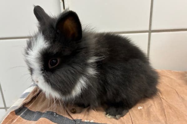 Bane - Kleintier zur Adoption aus Tierheim Reutlingen