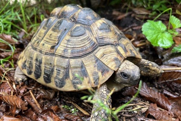 Bathilda Bagshot - Exot zur Adoption aus Tierheim Reutlingen