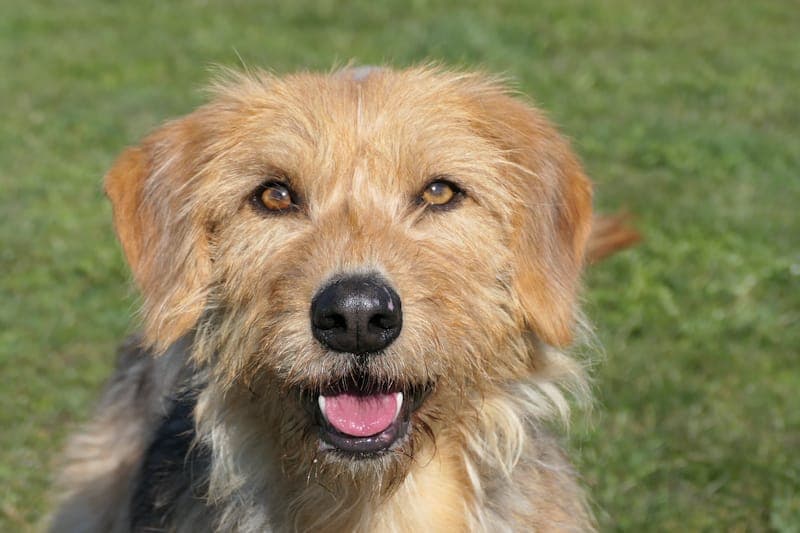 Becca - Hund zur Adoption aus Tierheim Reutlingen