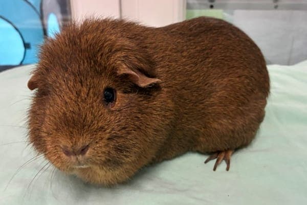 Bella-Maria - Kleintier zur Adoption aus Tierheim Reutlingen