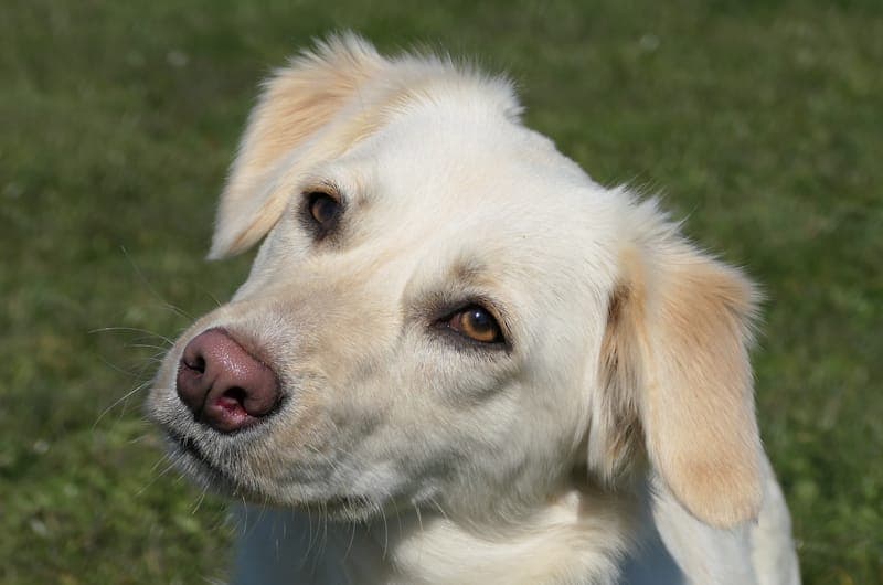 Benson - Hund zur Adoption aus Tierheim Reutlingen