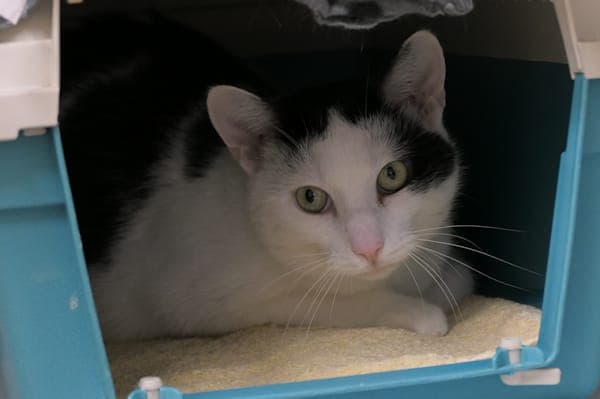 Bert - Katze zur Adoption aus Tierheim Reutlingen