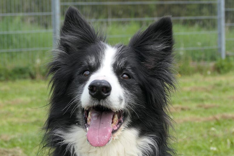 Bert - Hund zur Adoption aus Tierheim Reutlingen