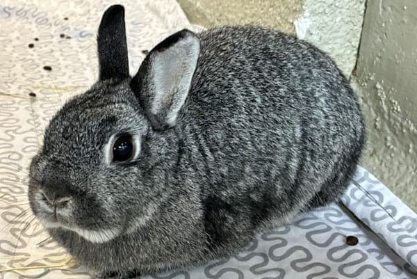 Bertha Jorkins - Kleintier zur Adoption aus Tierheim Reutlingen