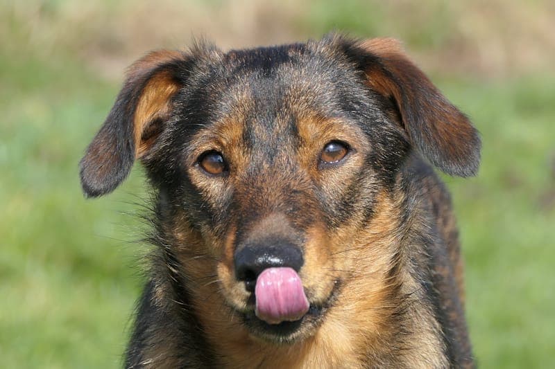 Biscit - Hund zur Adoption aus Tierheim Reutlingen