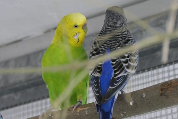 Bluex & Griselda Marchbanks - Vogel zur Adoption aus Tierheim Reutlingen