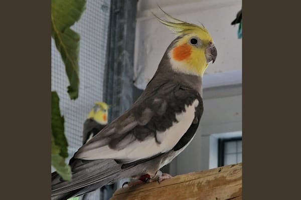 Boby - Vogel zur Adoption aus Tierheim Reutlingen
