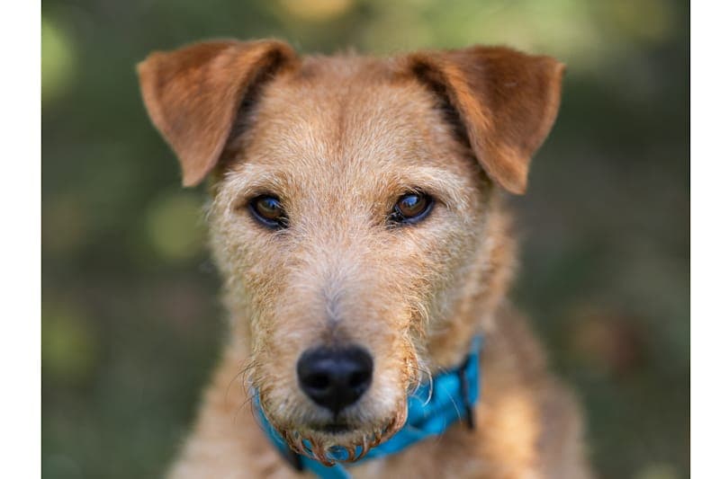 Boris - Hund zur Adoption aus Tierheim Reutlingen