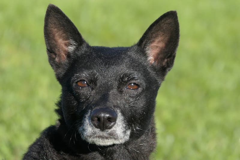 Cala - Hund zur Adoption aus Tierheim Reutlingen