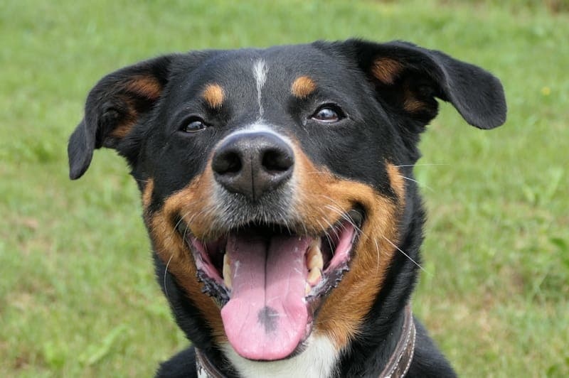 Caruso - Hund zur Adoption aus Tierheim Reutlingen