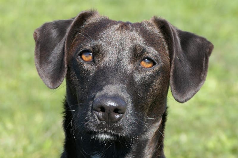 Casey - Hund zur Adoption aus Tierheim Reutlingen