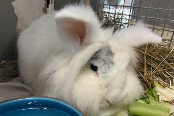 Castor - Kleintier zur Adoption aus Tierheim Reutlingen