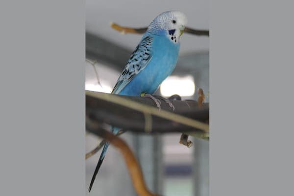 Caty - Vogel zur Adoption aus Tierheim Reutlingen