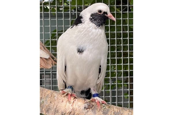 Cetvorno - Vogel zur Adoption aus Tierheim Reutlingen