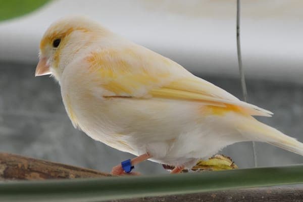 Charity Burbage - Vogel zur Adoption aus Tierheim Reutlingen