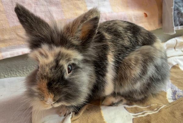 Charlie - Kleintier zur Adoption aus Tierheim Reutlingen