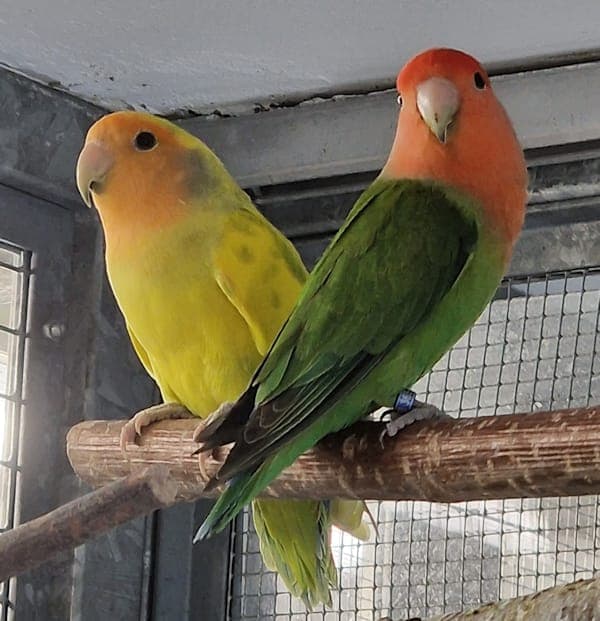 Charly Weasley & Dädalus Diggel - Vogel zur Adoption aus Tierheim Reutlingen