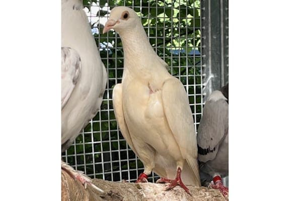 Cobankat - Vogel zur Adoption aus Tierheim Reutlingen
