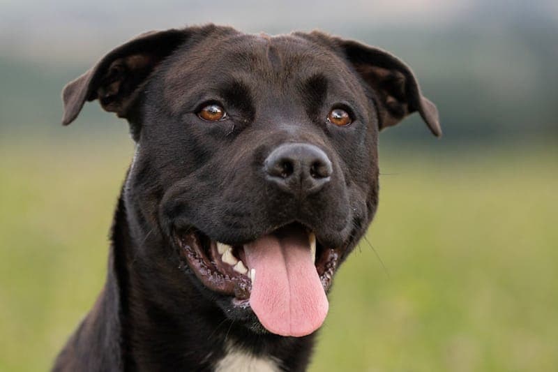 Coke - Hund zur Adoption aus Tierheim Reutlingen