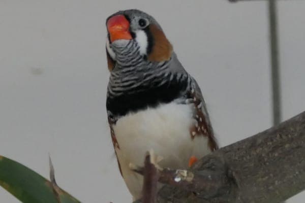 Colin Creevey - Vogel zur Adoption aus Tierheim Reutlingen