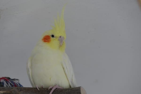 Conchita Wurst - Vogel zur Adoption aus Tierheim Reutlingen