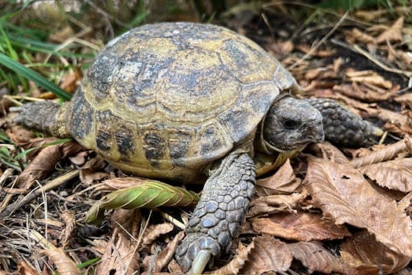 Cordax - Exot zur Adoption aus Tierheim Reutlingen