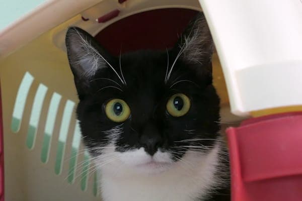 Cordula - Katze zur Adoption aus Tierheim Reutlingen