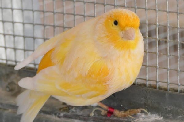 Cormac McLaggen - Vogel zur Adoption aus Tierheim Reutlingen