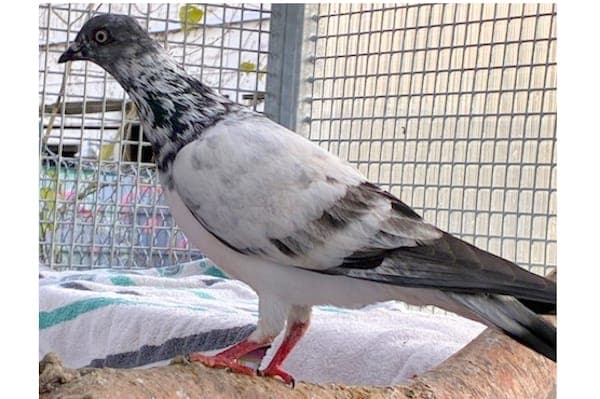 Crookshanks - Vogel zur Adoption aus Tierheim Reutlingen