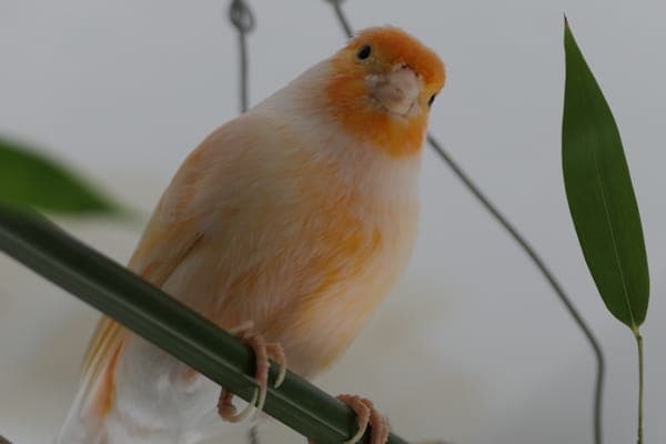 Dajcovo - Vogel zur Adoption aus Tierheim Reutlingen