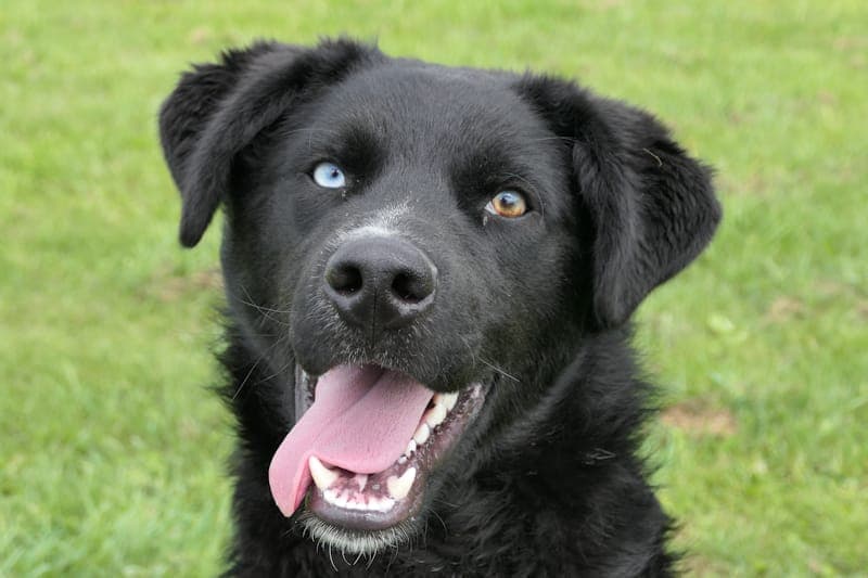Dean - Hund zur Adoption aus Tierheim Reutlingen