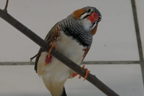 Dennis Creevey - Vogel zur Adoption aus Tierheim Reutlingen