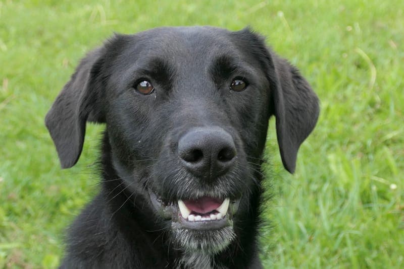 Diddy - Hund zur Adoption aus Tierheim Reutlingen