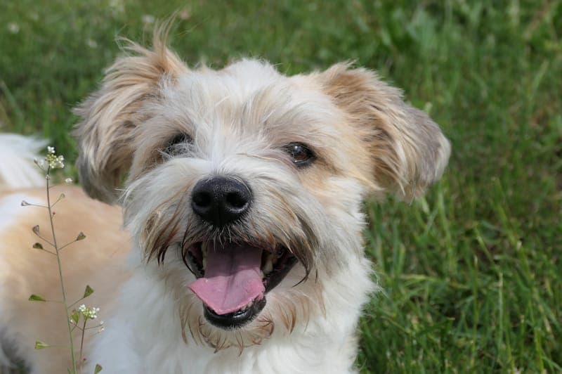 Don Fussel - Hund zur Adoption aus Tierheim Reutlingen
