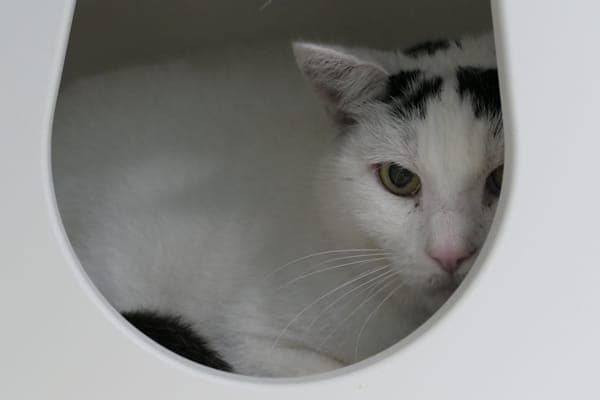 Dorian - Katze zur Adoption aus Tierheim Reutlingen